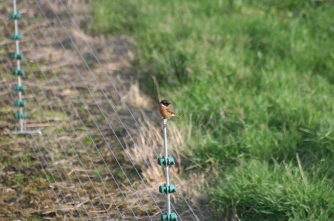 Stonechat at London WWT