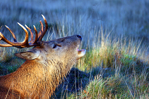 Red Deer stag roar