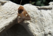 Ear moth 2