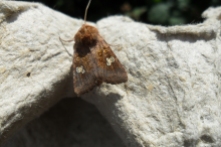 Ear moth 2