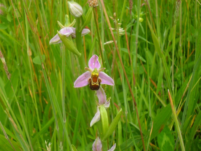 Bee Orchid on Putney Heath