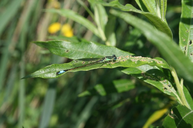 Blue-tailed damselfly, suspected female 