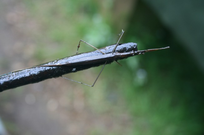 Water Stick Insect