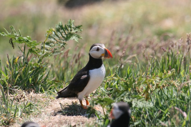 Another puffin.....
