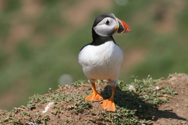 one of many puffins