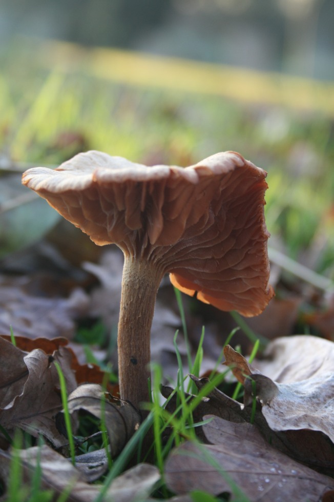 Laccaria laccata, gills widely spaced, irregular and interspersed with shorter gills